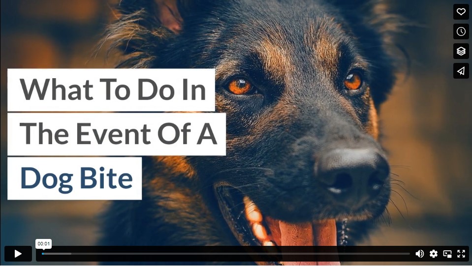 What To Do In The Event Of A Dog Bite
