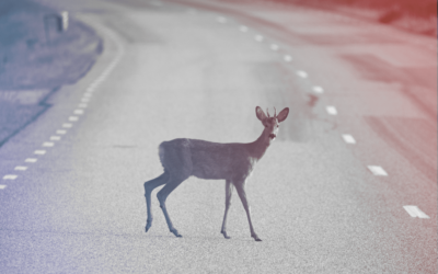 How To Avoid a WildLife Accident