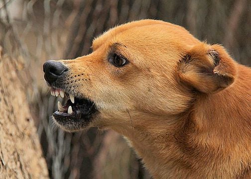 Prevención de mordeduras de perro: cómo manejar a un perro agresivo