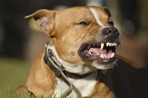 Dog bite injury lawyers Dog bite injury lawyers