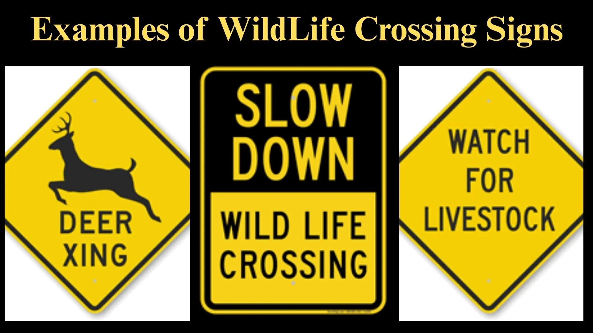 How To Avoid a Wildlife Accident