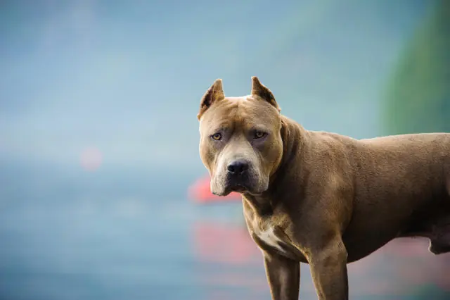 How is Liability Determined for a Dog Bite? How is Liability Determined for a Dog Bite?
