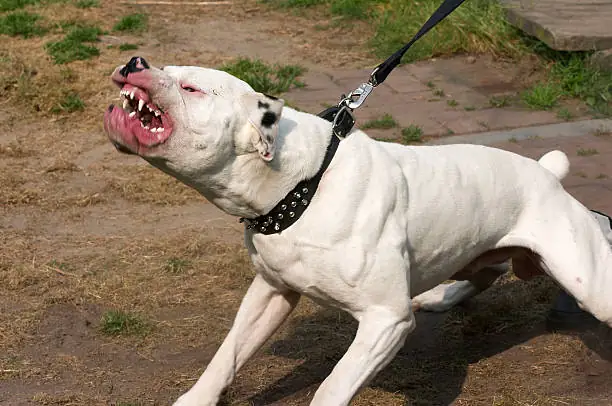 Dog Bites: What You Should Do as an Owner and a Victim Dog Bites: What You Should Do as an Owner and a Victim